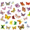 Colorful Butterflies Wall Sticker